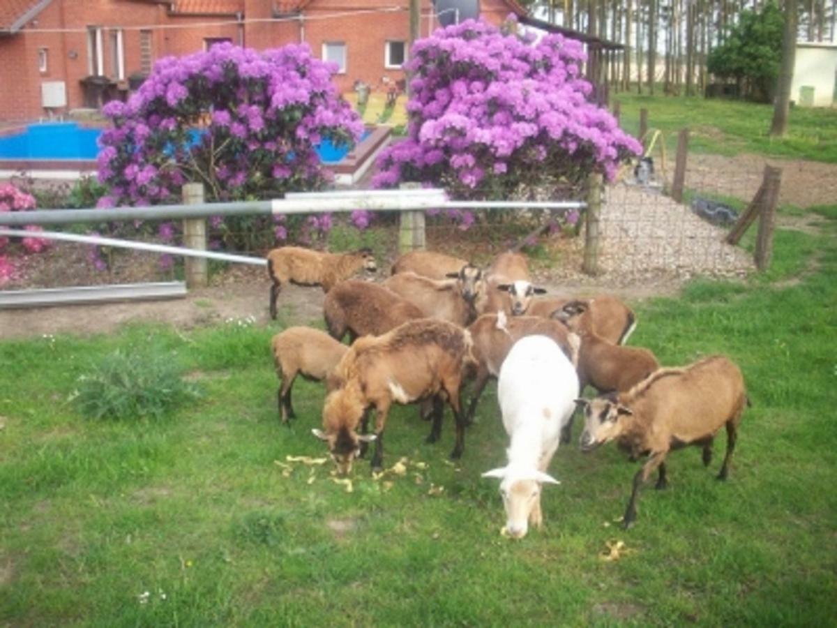 Ferienwohnung Jagoda In Der Lueneburger Heide Frankenfeld Exteriér fotografie